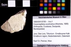 Foto (Objket + Etiketten) von Cracensigillatus acutirostrus (Moericke, 1889) 